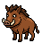 Wild Boar